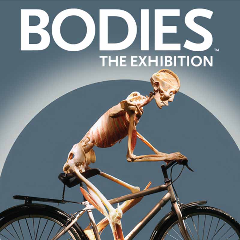 New_Bodies_Category