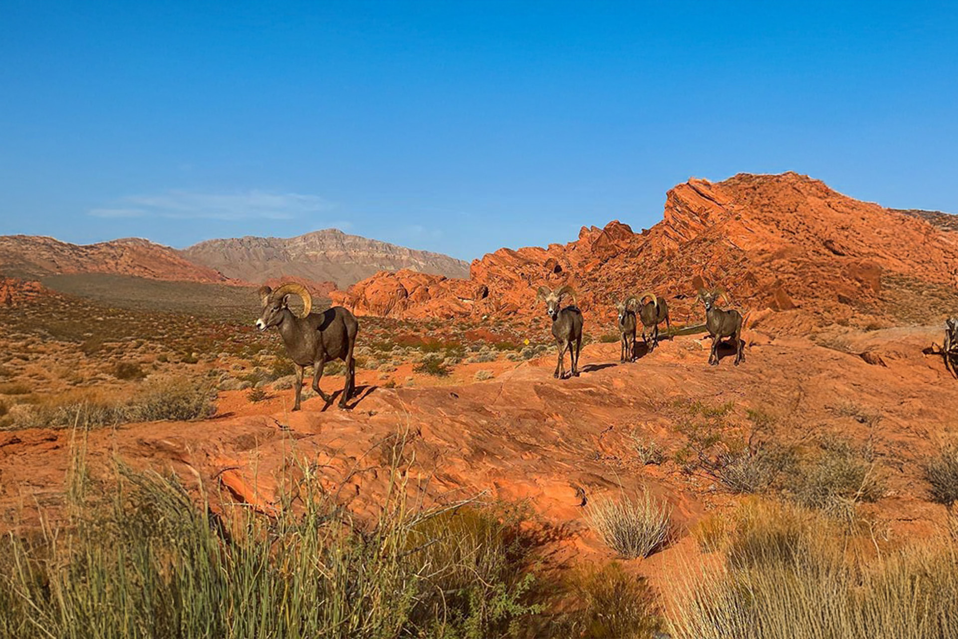 Love Hikes Red Rock Canyon