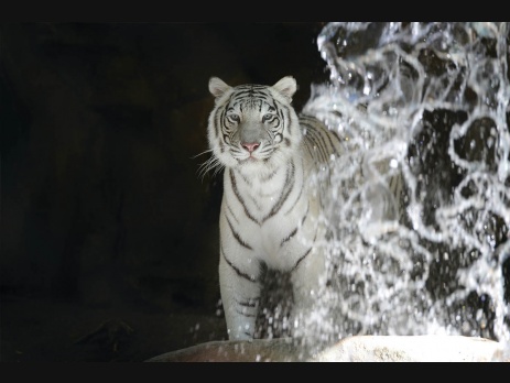 Secret Garden Promo Code