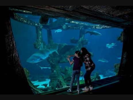 Shark Reef Aquarium Promo Code