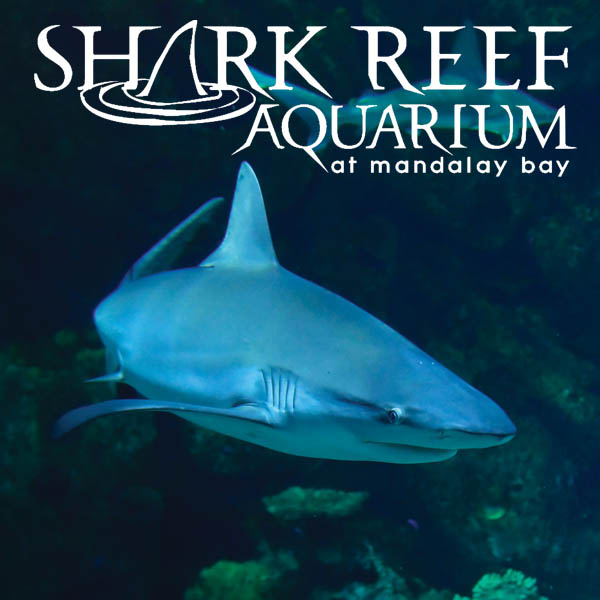 Shark_Reef_Attraction_Category-1